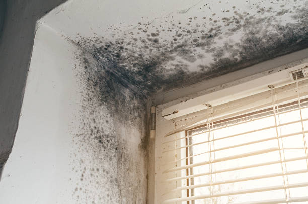 Affordable Basement Mold Removal solutions in Orviston, PA