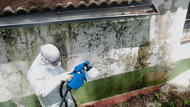 Top rated local Basement Mold Removal specialists in Orviston, PA